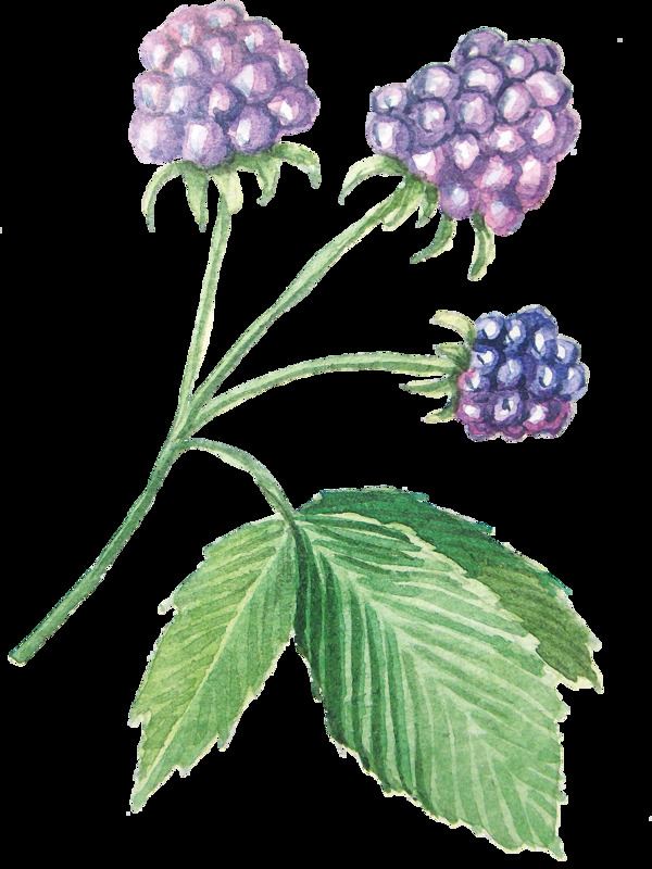 紫色小果子植物卡通透明素材