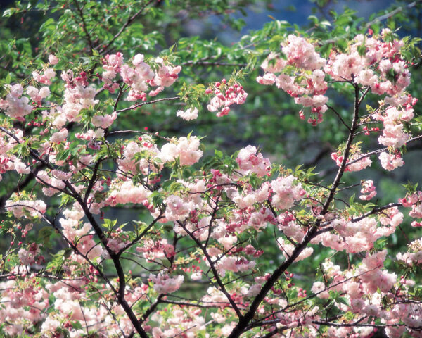 春暖花开花朵花瓣花草花卉