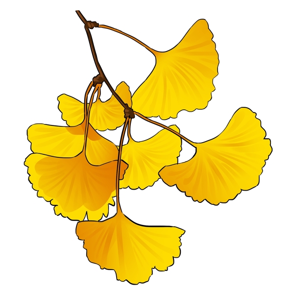手绘黄色银杏树叶插画