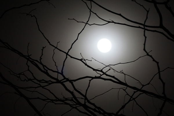月亮和树枝的剪影
