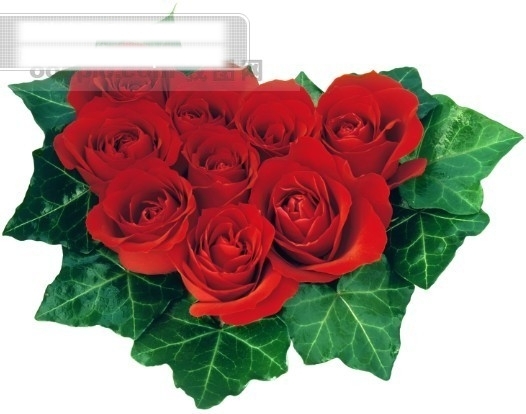 鲜花特写花的艺术浪漫的心爱心型红玫瑰
