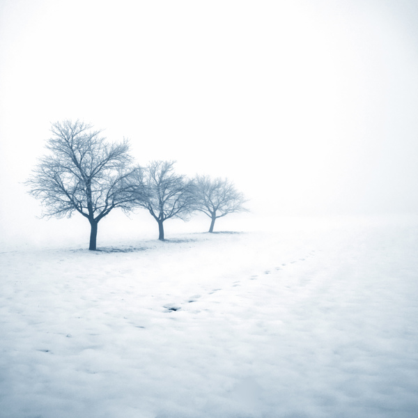 雪地里的三棵树图片