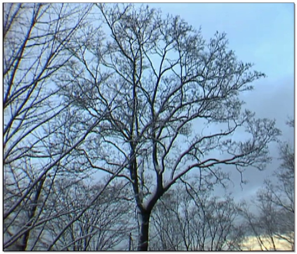 白色松树视频素材