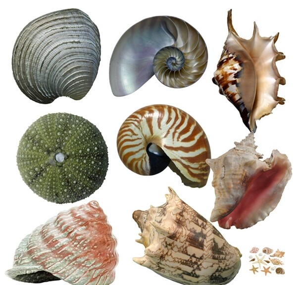 海螺素材图片