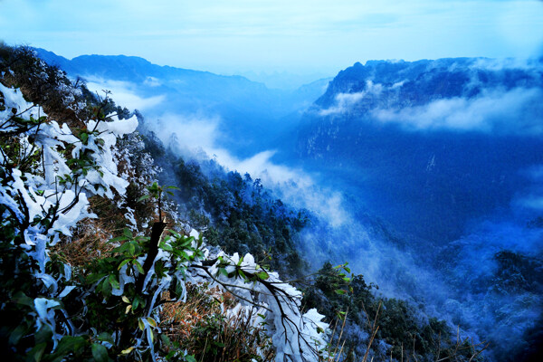 冬天树木风景