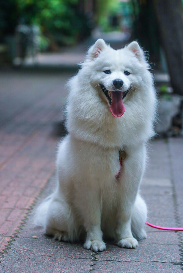 萨摩耶犬图片