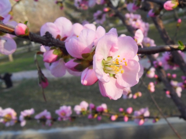 桃花图片