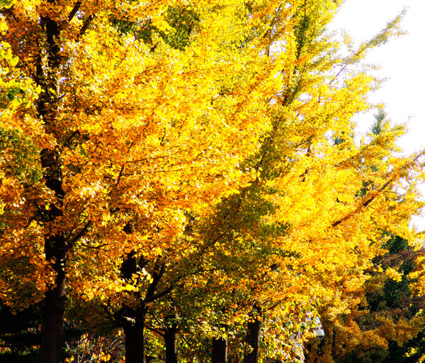 秋天里的银杏树图片