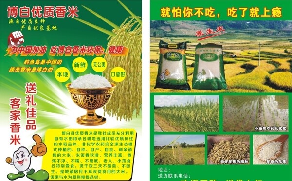 水稻单页图片