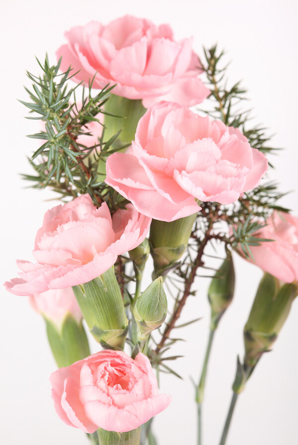 粉色康乃馨插花图片