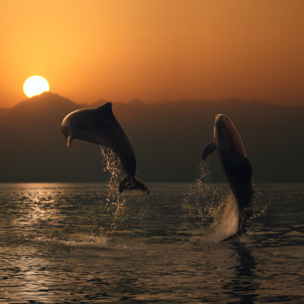 跳跃的海豚摄影高清图片