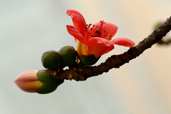 木棉花