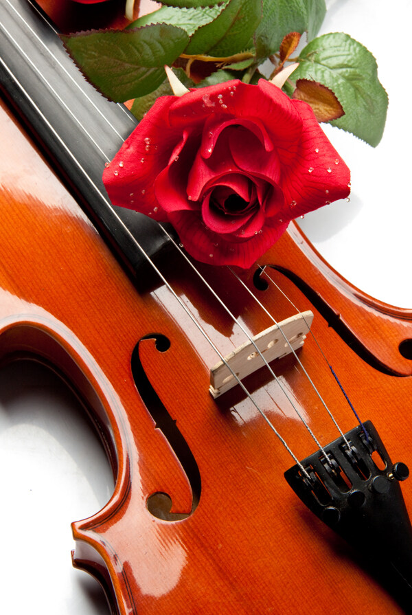 玫瑰花与小提琴图片