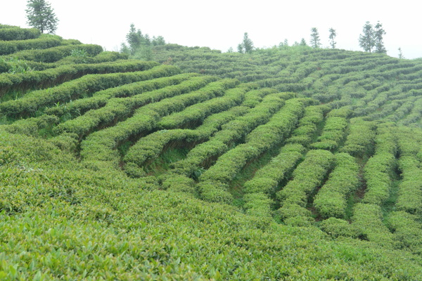 美丽的绿色茶园图片