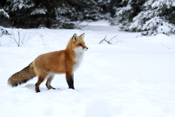 草地上的狐狸动物高清图片