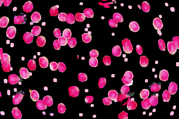 玫红色花瓣效果散落玫瑰花瓣