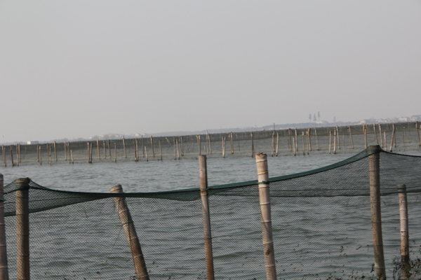 阳澄湖大闸蟹养殖场