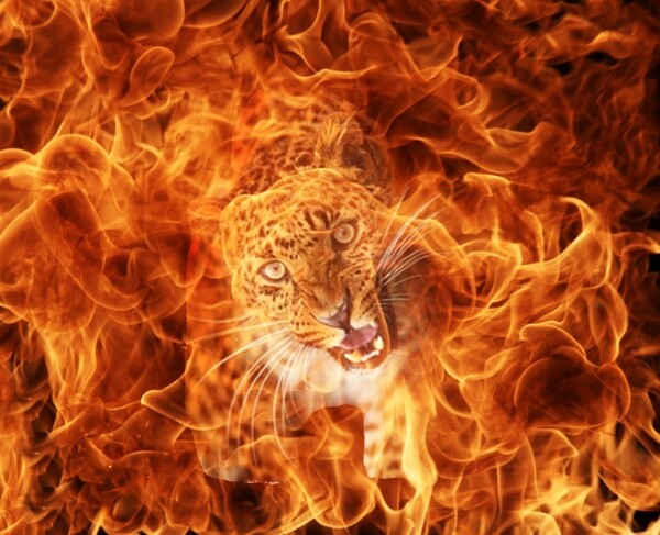 火焰豹1