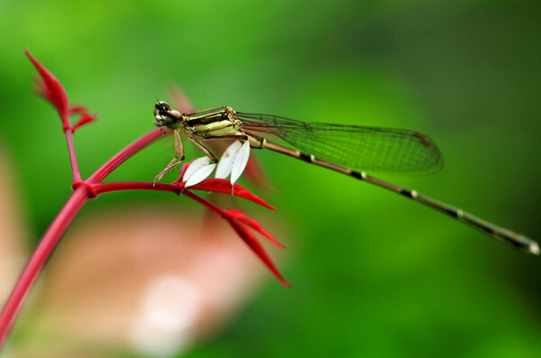 初夏的蜻蜓图片