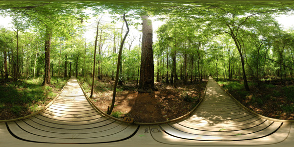 森林树木景色全景360图片