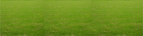 草皮草坪