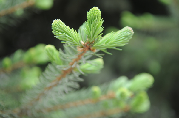 植物图片