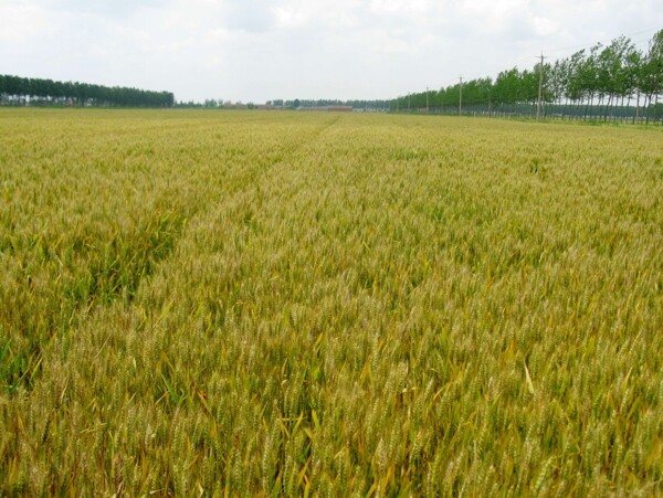 青小麦粮食图片