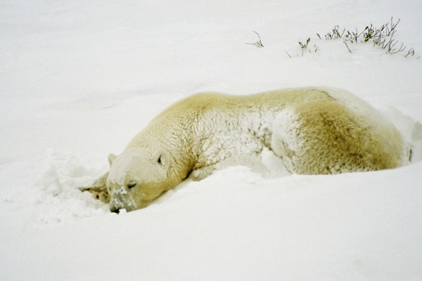 雪地里的北极熊图片图片