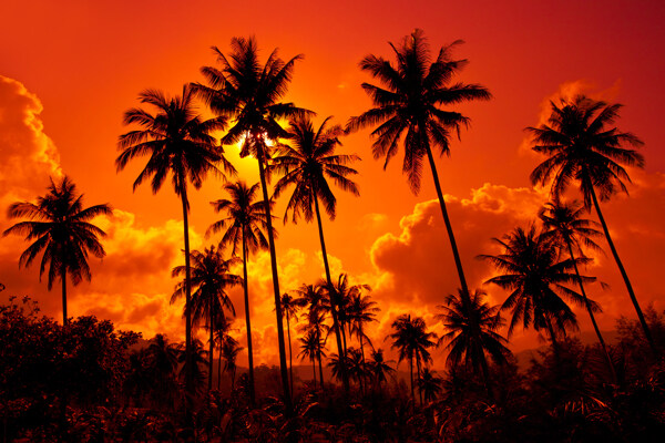 夕阳椰子树图片