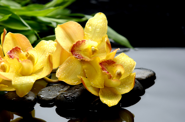 花朵与水疗石高清图片