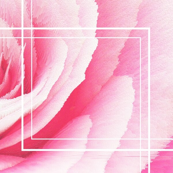 粉色玫瑰七夕浪漫背景