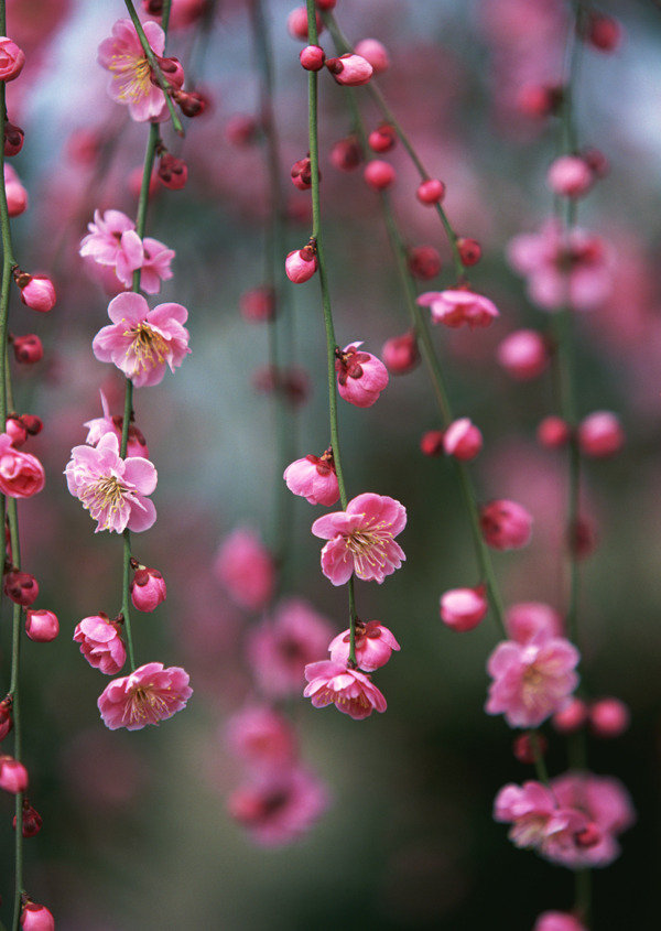 桃花特写