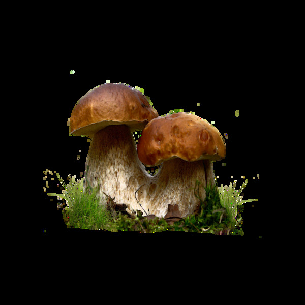 矢量蘑菇元素