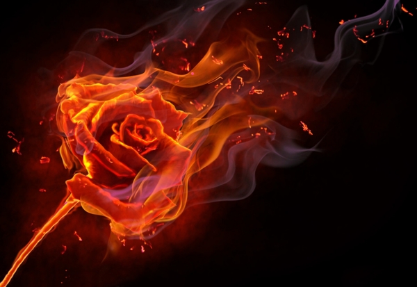 淘宝素材分层火焰玫瑰花