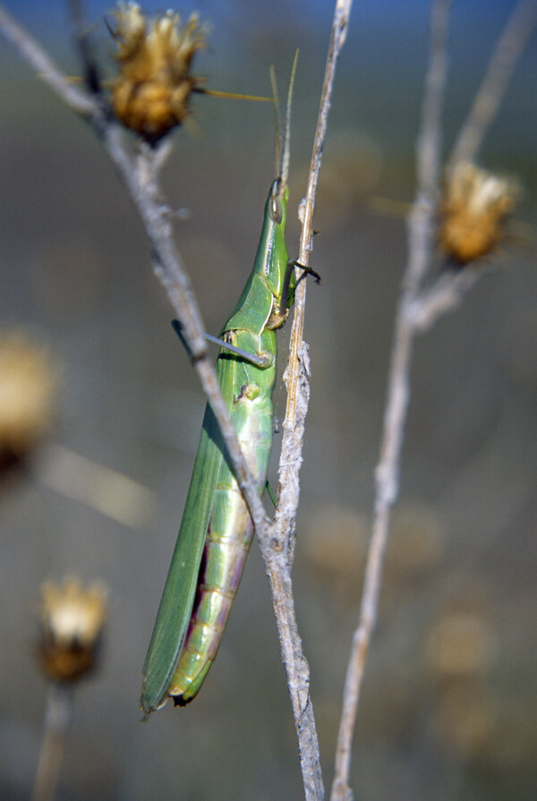 竹节蝗虫图片