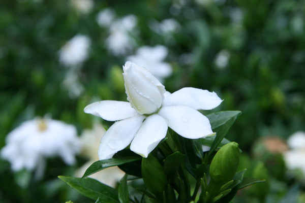 栀子花图片