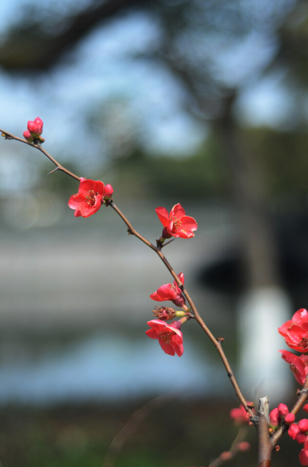 海棠