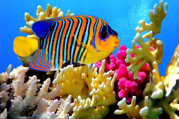 美丽的珊瑚和鱼图片