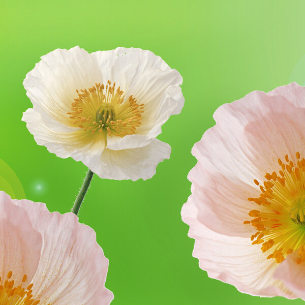 纯色背景上的花朵图案挂画高清图片