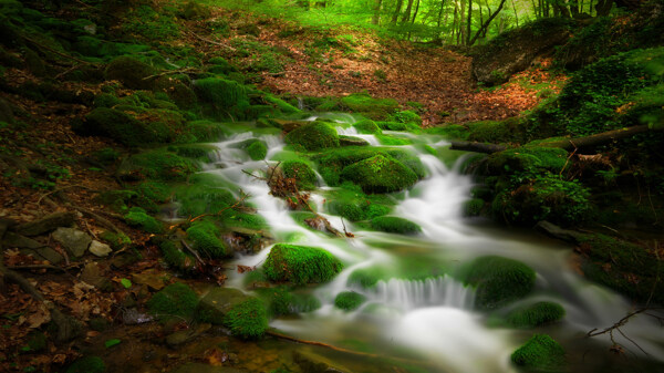 森林绿瀑布