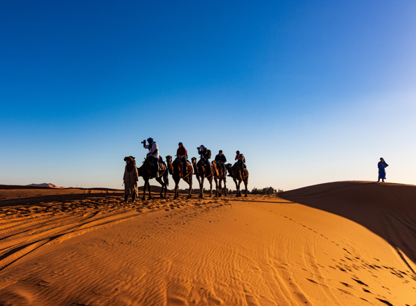骆驼沙漠行走
