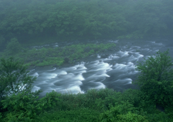 树植物水风景