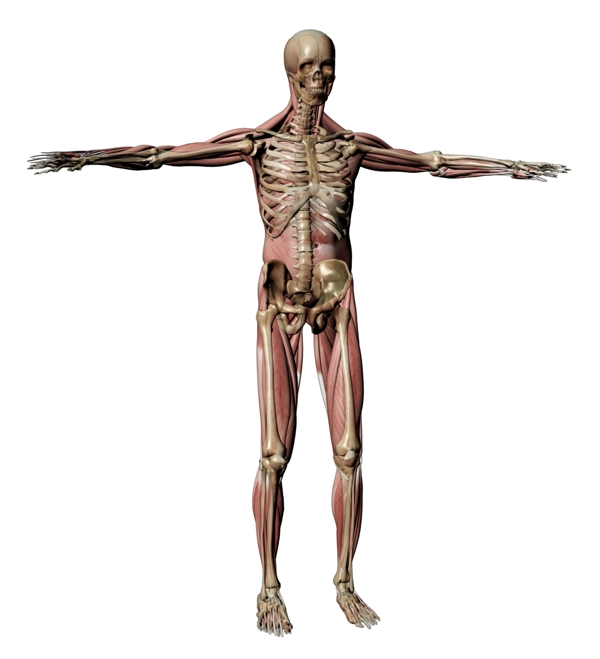 人体骨骼肌肉