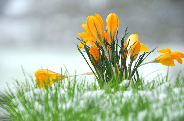 丁香花