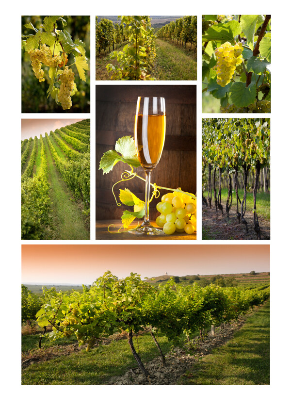 葡萄园与葡萄酒图片