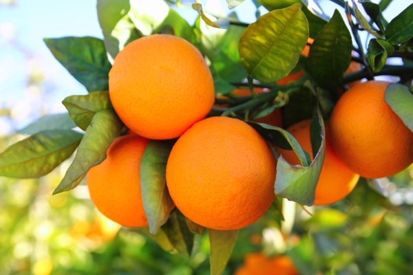 橘子树摄影