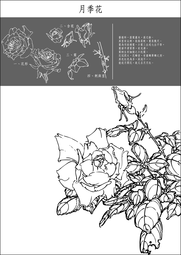 矢量白描月季花