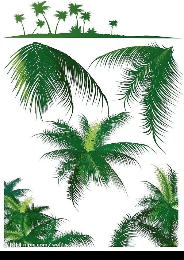 热带树叶图片