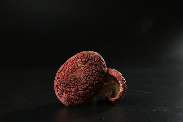 红菇