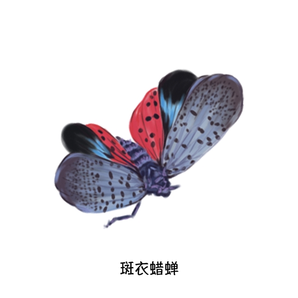 夏季草丛飞行昆虫写实单体特写科普插图